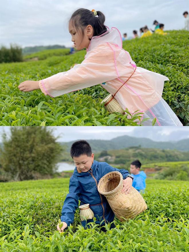 以茶明廉清风树廉赴一场“茶”与“廉”的盛宴茶k1体育平台艺(图1)